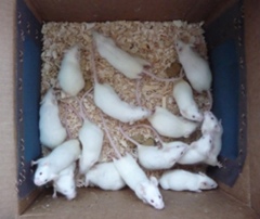 Trojan Mice - back a winner!