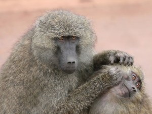 A Facebook 'like' would be so much easier