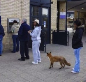 Paul Taylor - favourite in Vulpine communities