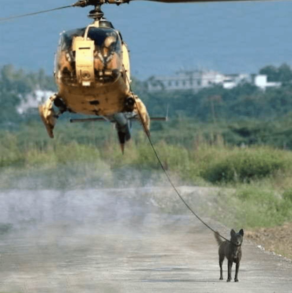 Public Sector Dog Walking Service?