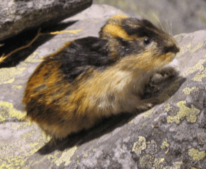 An actual Lemming - not as impressive as a Weasel.