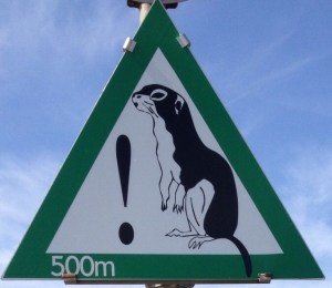 Beware Weasels! Obviously not a Lemming, but I saw this while cycling in Austria and had to use it.