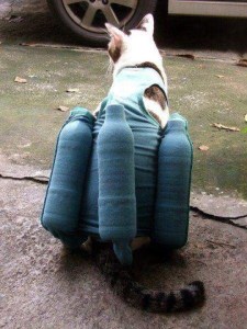 Seriously, what cat would wear that colour?